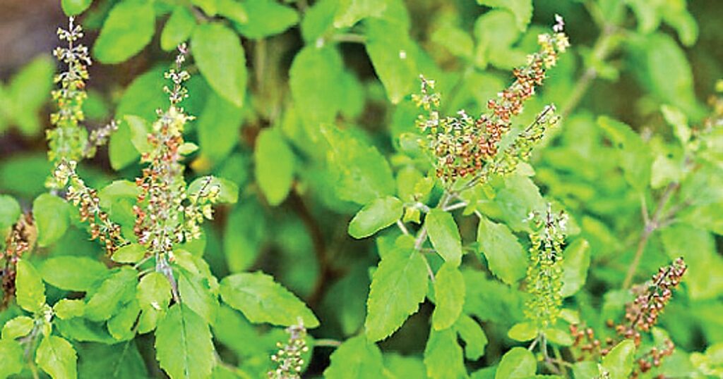 பாட்டி வைத்தியம்…